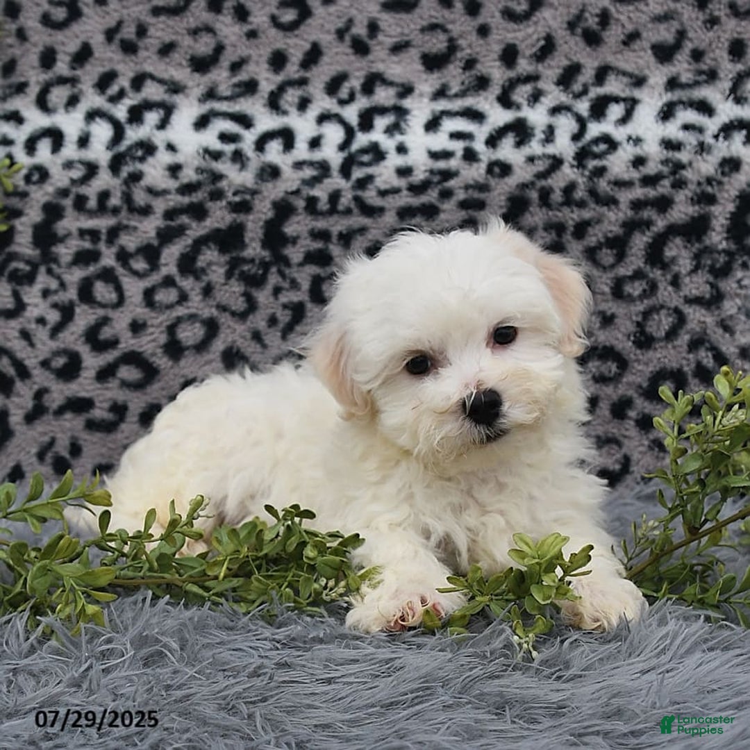 Havanese dogs for sale: Chadwin - Image 3