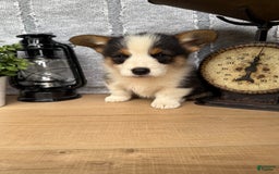 Welsh Corgi Pembroke dogs for sale: Chuck - Image 6