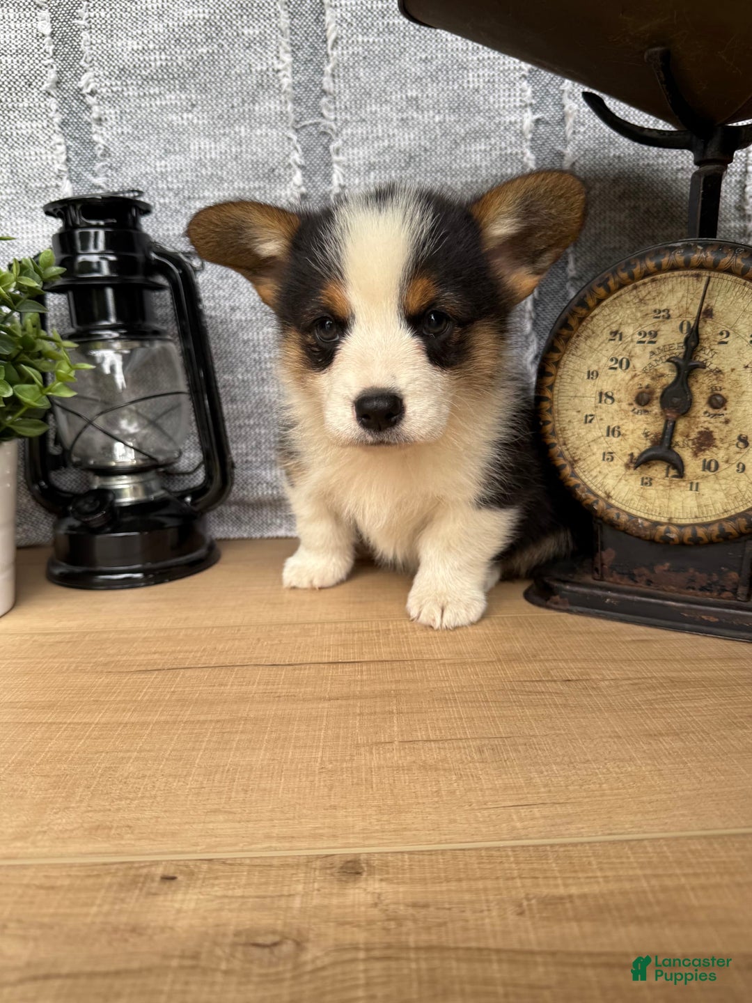 Welsh Corgi Pembroke dogs for sale: Chuck - Image 6