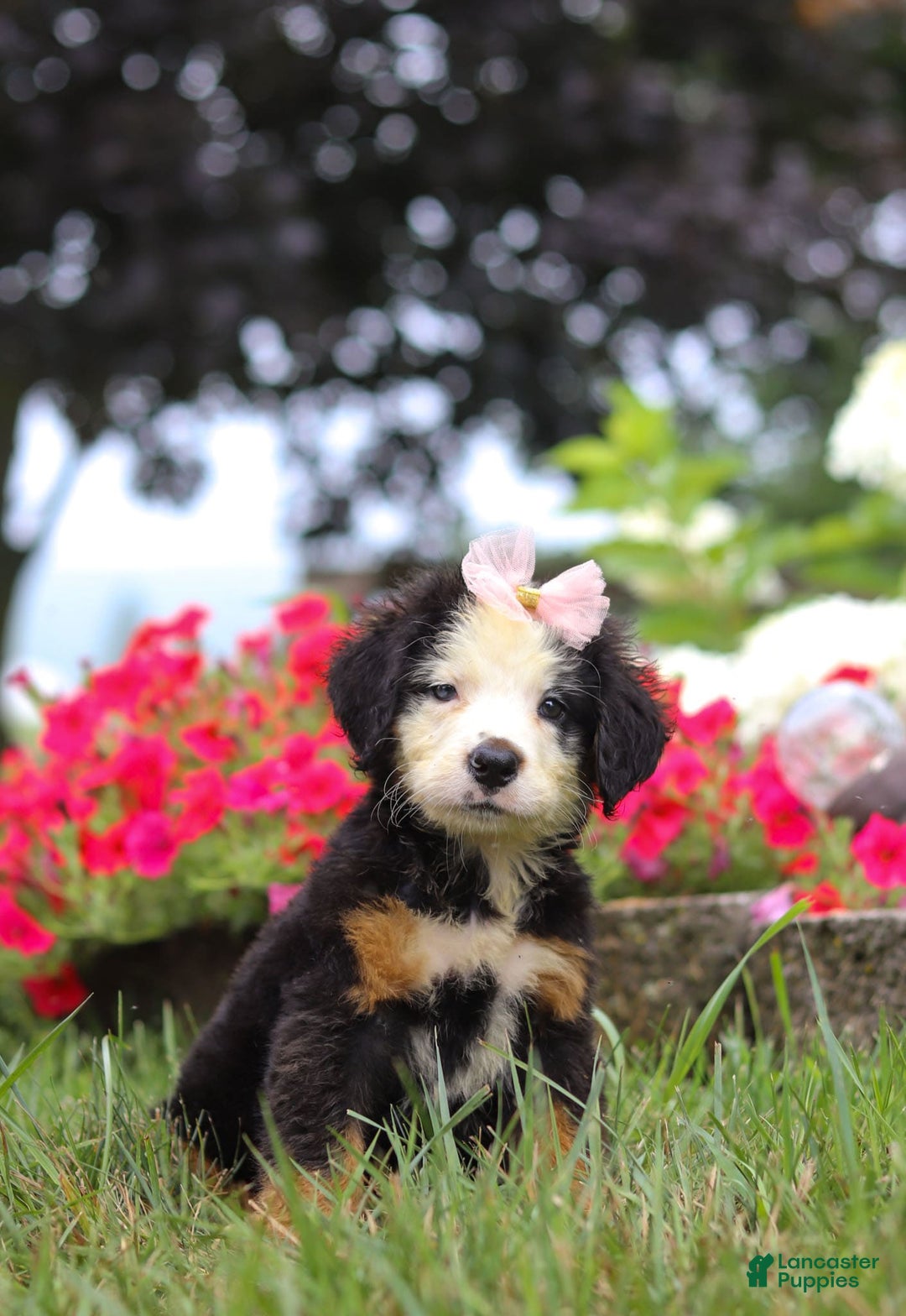 Bernese Mountain Dog dogs for sale: Bailey - Image 6