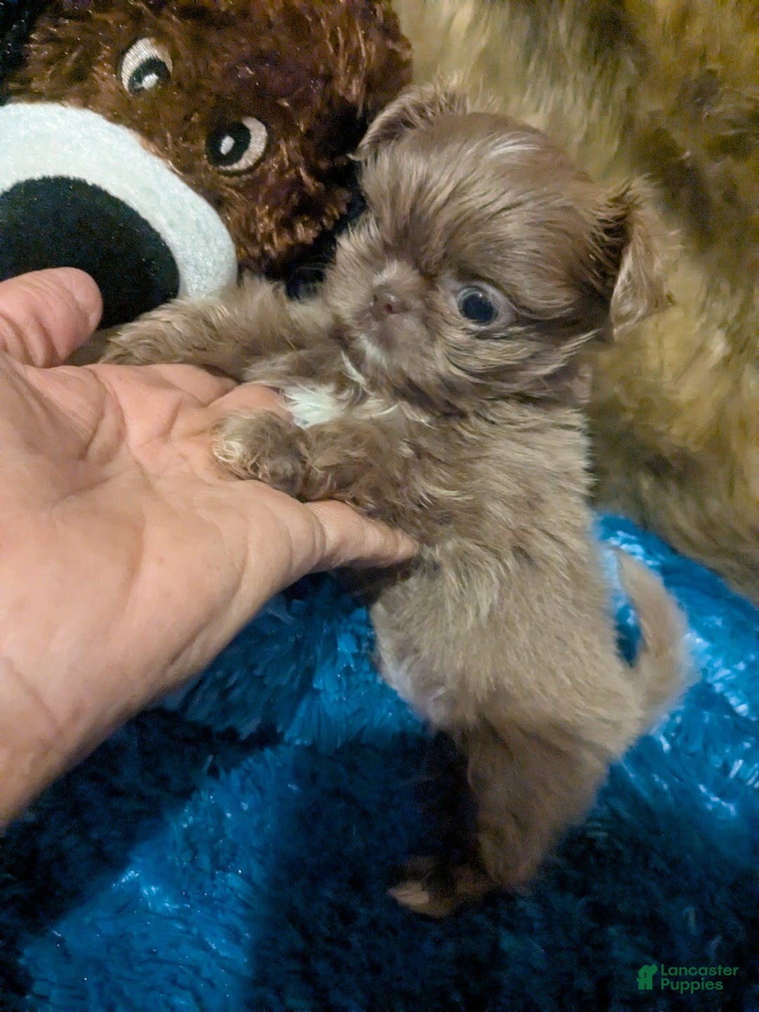 Shih Tzu dogs for sale: Tiny Jasper - Image 7