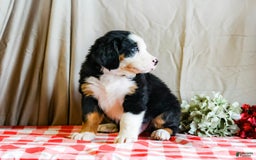 Bernese Mountain Dog dogs for sale: Marlo - Image 3