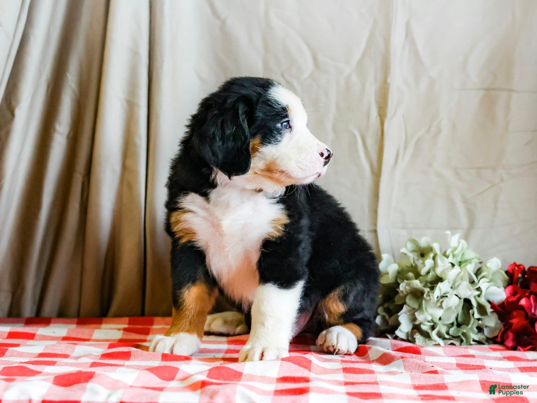 Bernese Mountain Dog dogs for sale: Marlo - Image 3