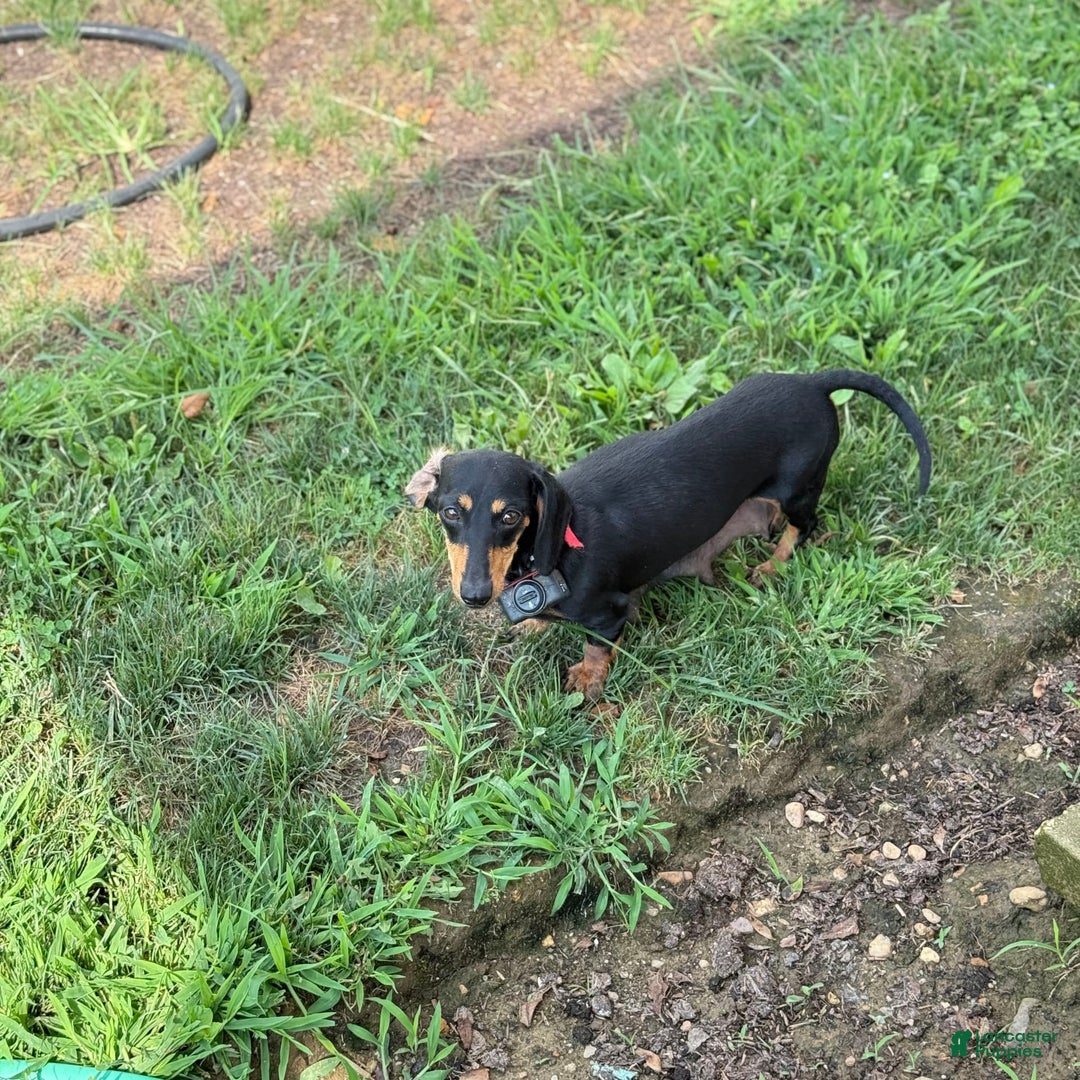 Miniature Dachshund dogs for sale: Bentley - Image 12