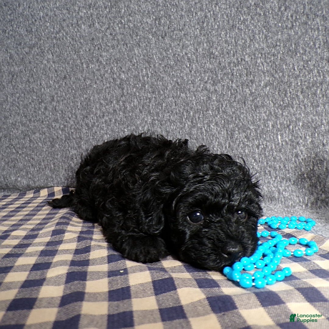 Havapoo dogs for sale: Havapoo 2 puppies - Image 2