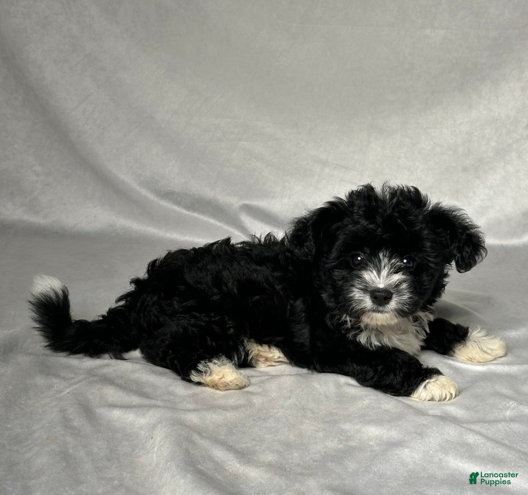 Yochon dogs for sale: Zoey - Image 5