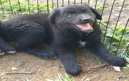 Golden Retriever dogs for sale: Bingo - Image 12