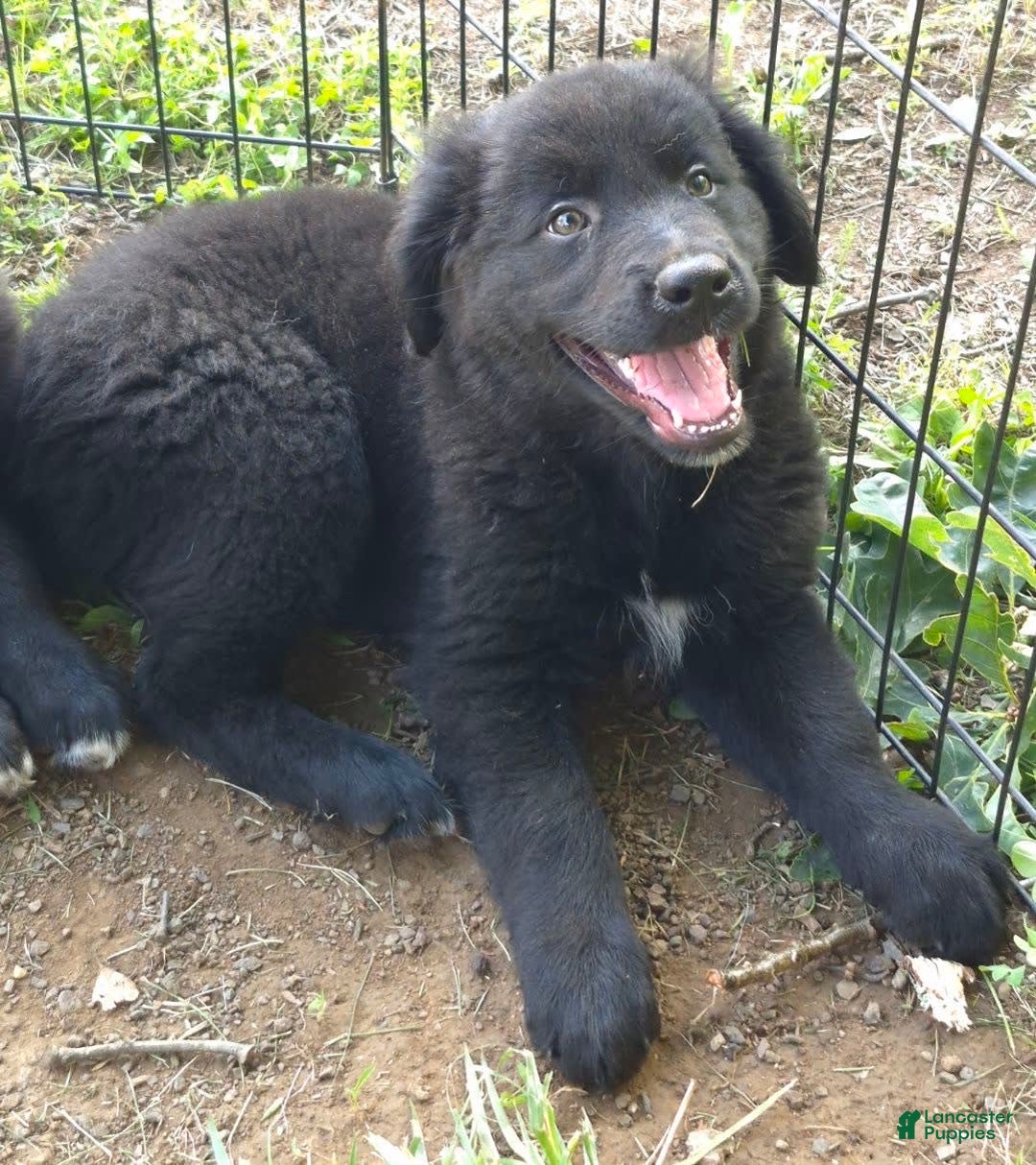 Golden Retriever dogs for sale: Bingo - Image 12
