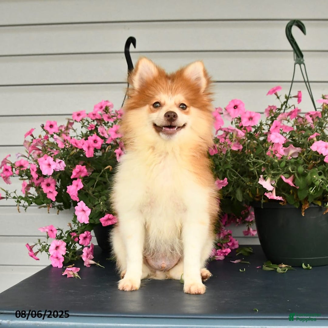 Pomeranian dogs for sale: Hearty - Image 9