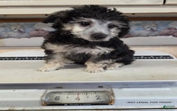 Yorkiepoo dogs for sale: Kyle - Image 1