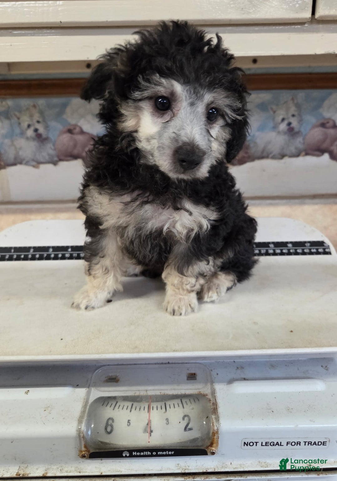 Yorkiepoo dogs for sale: Kyle - Image 1