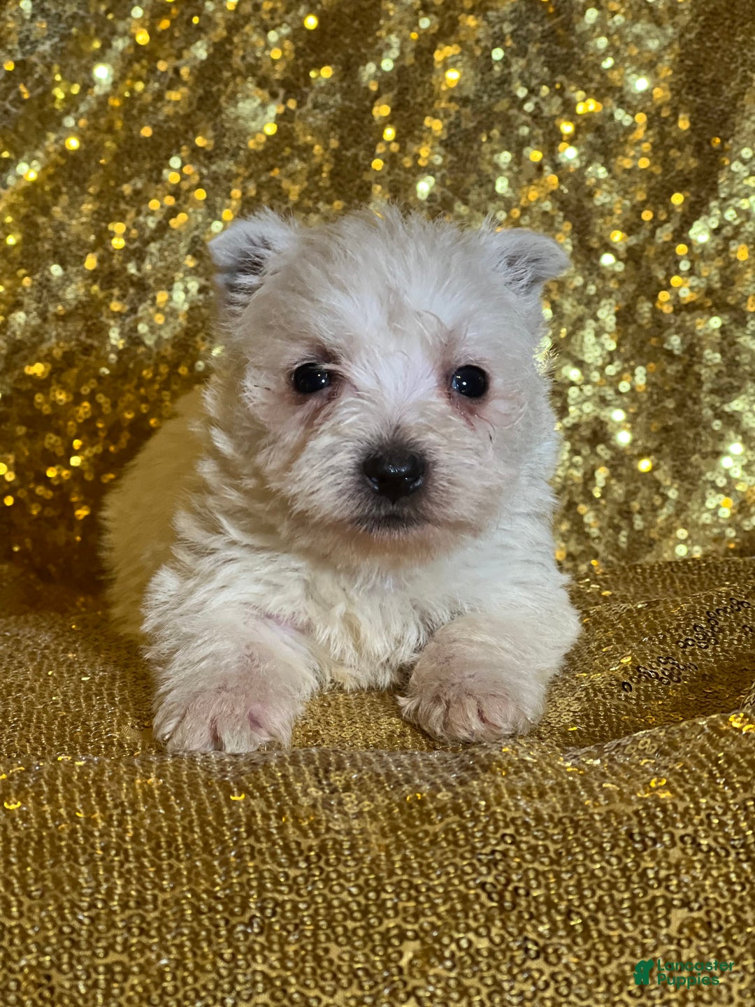 West Highland Terrier dogs for sale: Doughnut - Image 1