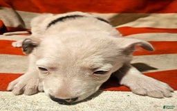 Border Collie dogs for sale: Dreami - Image 12