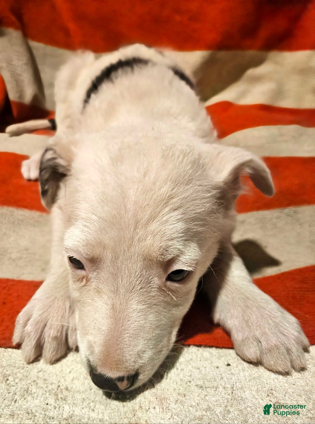 Border Collie dogs for sale: Dreami - Image 12