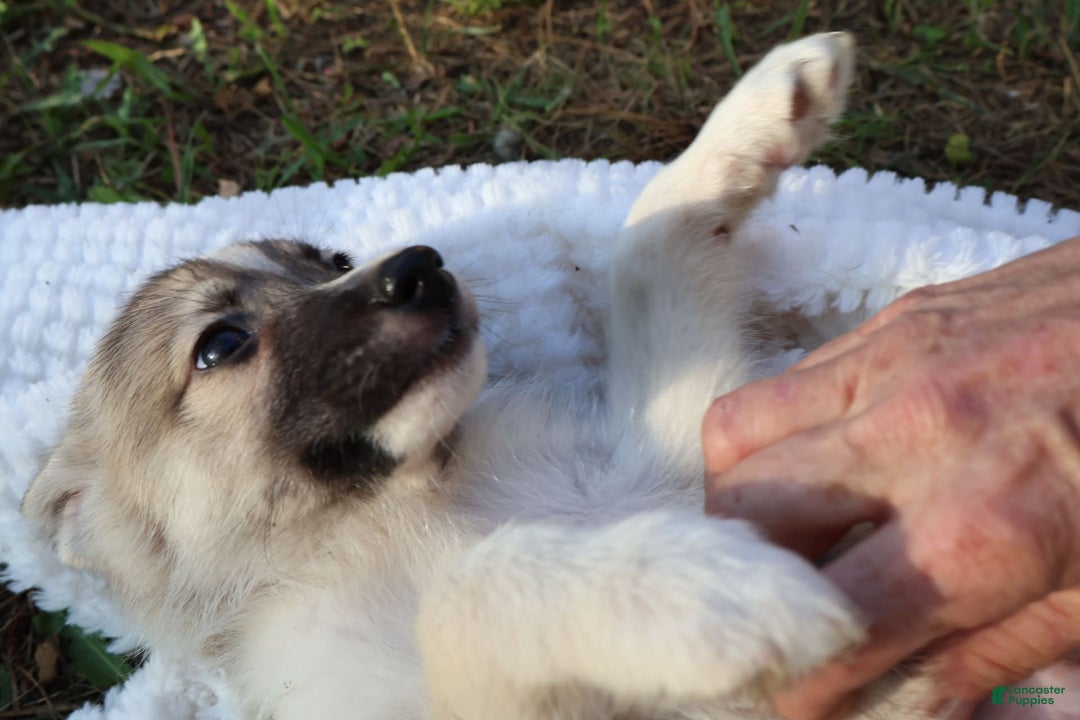 Gerberian Shepsky dogs for sale: Buddy - Image 3
