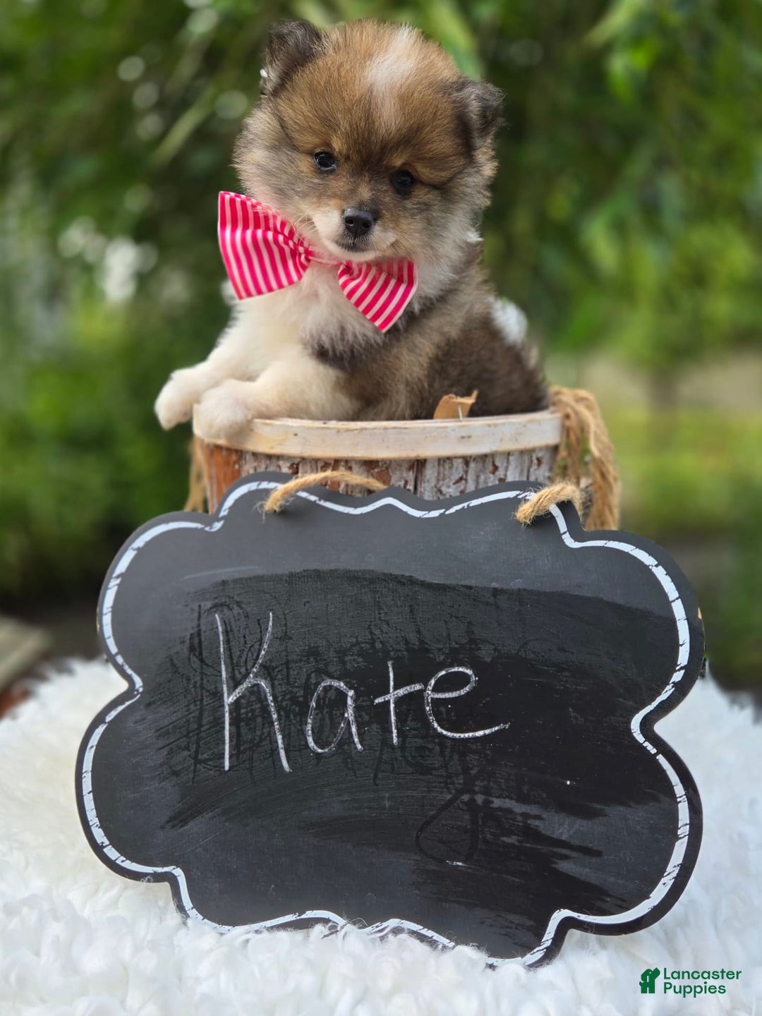 Pomeranian dogs for sale: Kate - Image 6