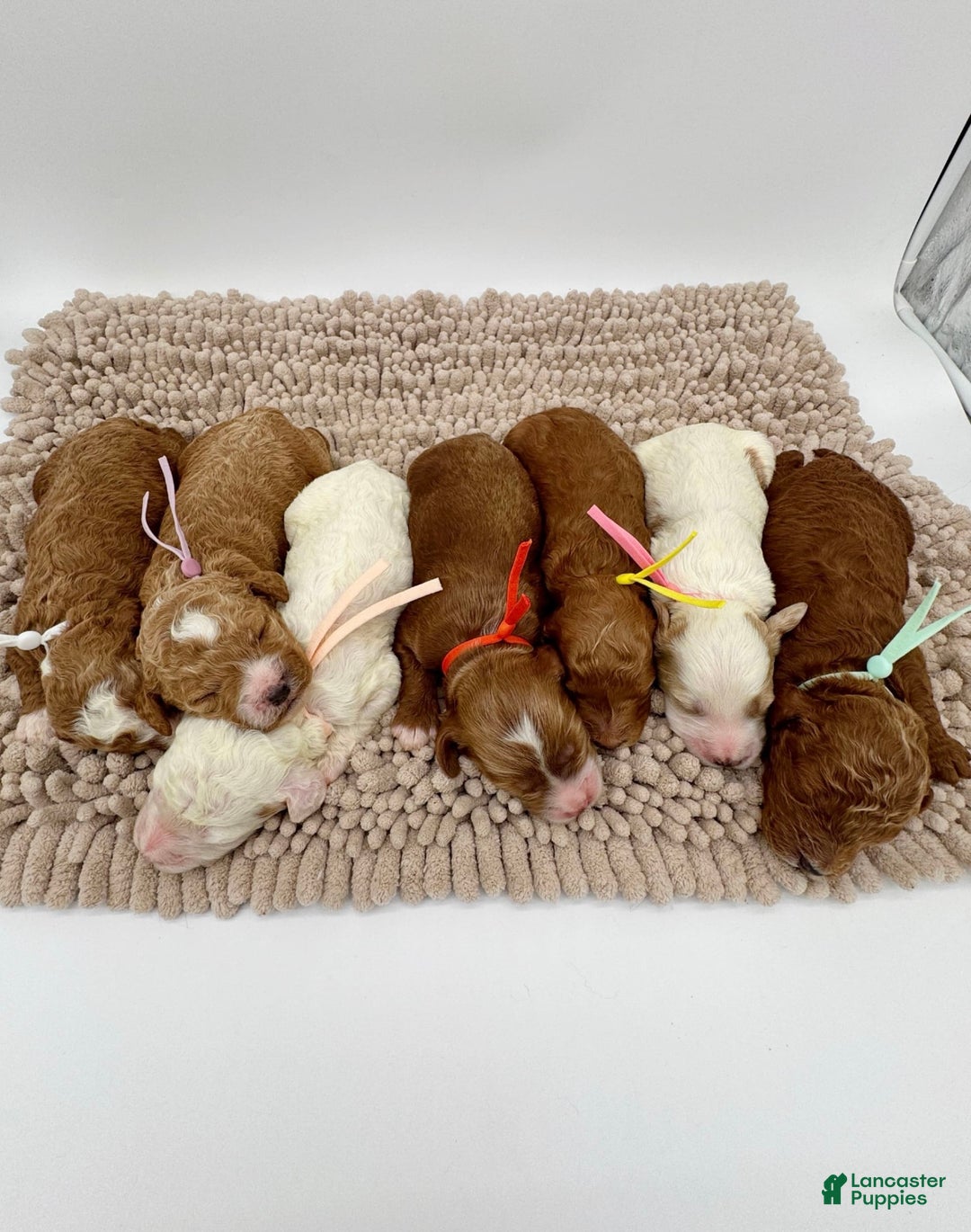 Mini Goldendoodle dogs for sale: Petite Elsa - Image 18