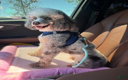 Maltipoo dogs for sale: Maria - Image 10