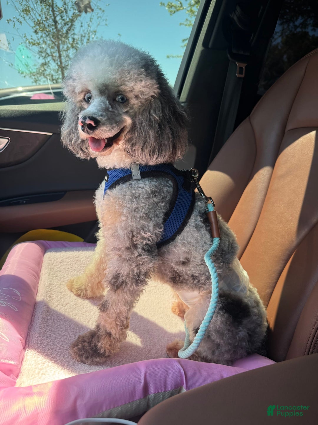 Maltipoo dogs for sale: Maria - Image 10
