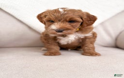 Mini Goldendoodle dogs for sale: Surf - Image 2