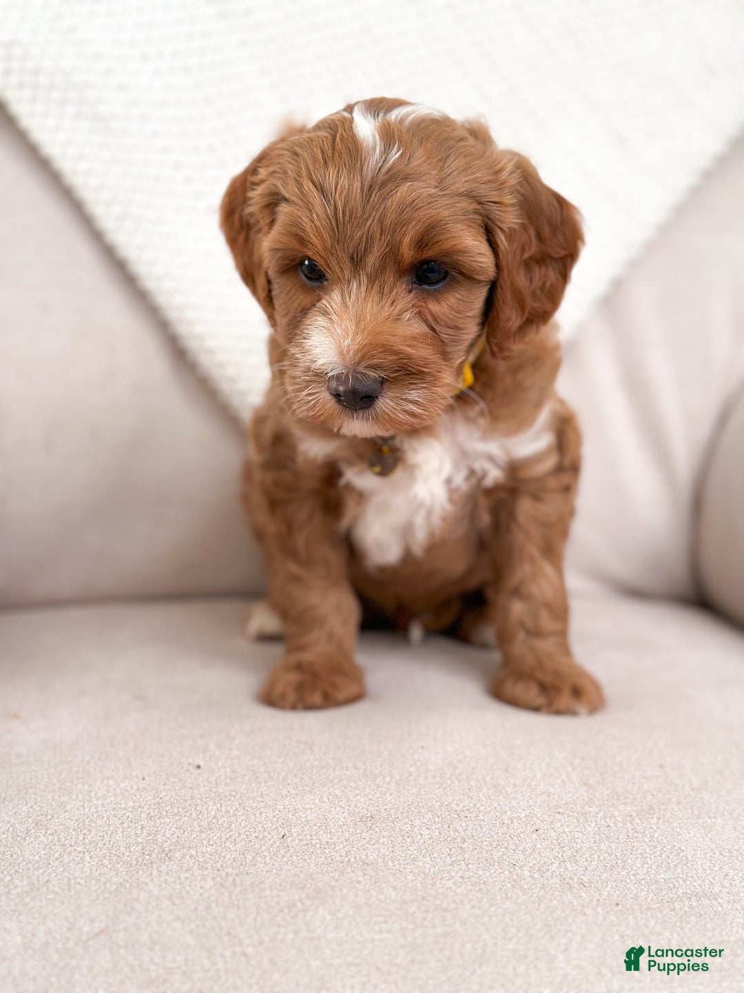Mini Goldendoodle dogs for sale: Surf - Image 2