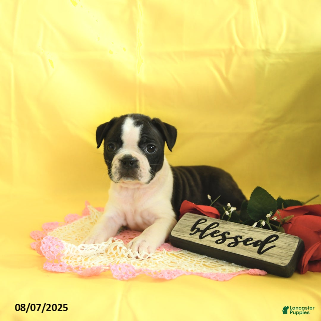 Boston Terrier dogs for sale: Lily - Image 3