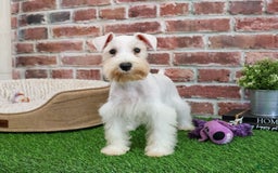 Miniature Schnauzer dogs for sale: Miniature Schnauzer 6 puppies - Image 21