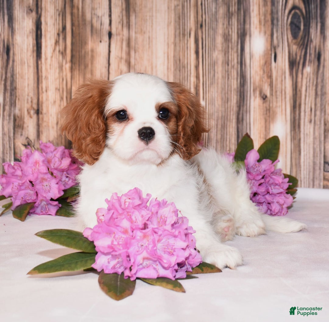 Cavalier King Charles Spaniel dogs for sale: Felix - Image 6