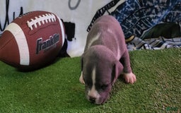 American Bully dogs for sale: Mary-kate - Image 7