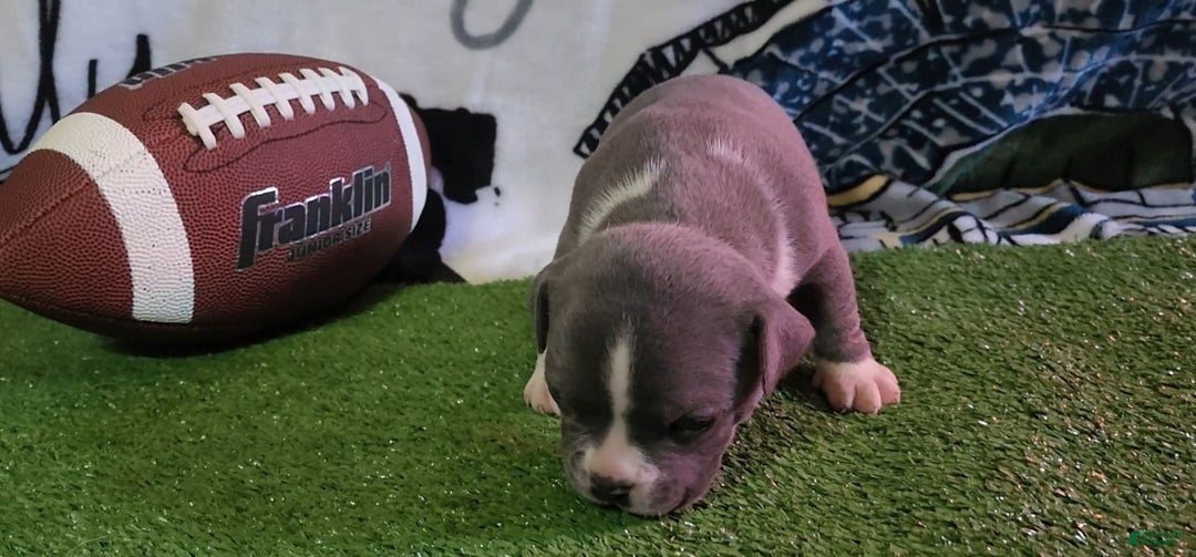 American Bully dogs for sale: Mary-kate - Image 7