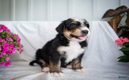 Bernedoodle dogs for sale: Jordan - Image 13