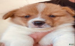 Welsh Corgi Pembroke dogs for sale: Red Boy - Image 9