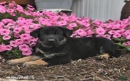 German Shepherd dogs for sale: German Shepherd 5 puppies - Image 8