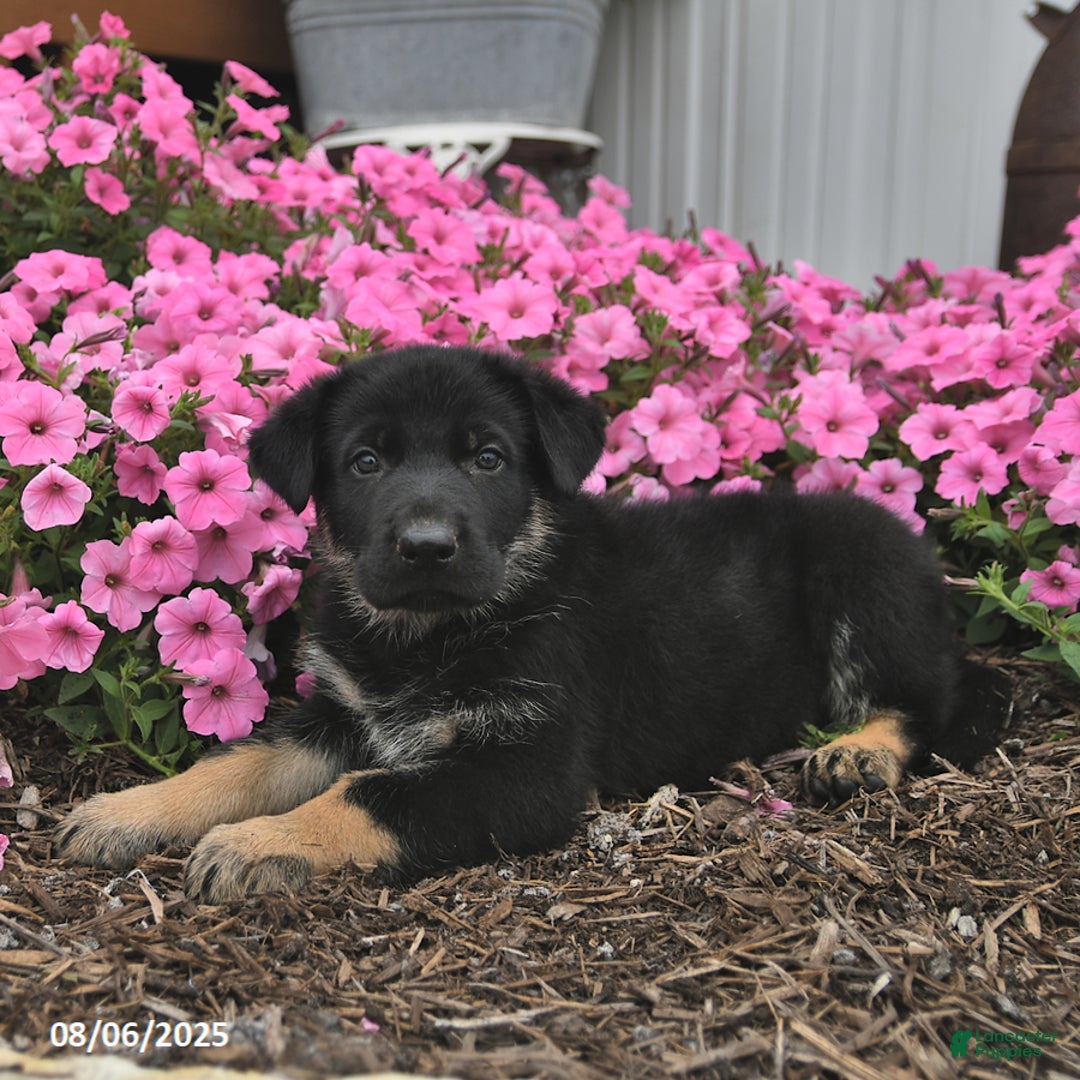 German Shepherd dogs for sale: German Shepherd 5 puppies - Image 8