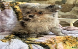 Pomeranian dogs for sale: Rusty - Image 10