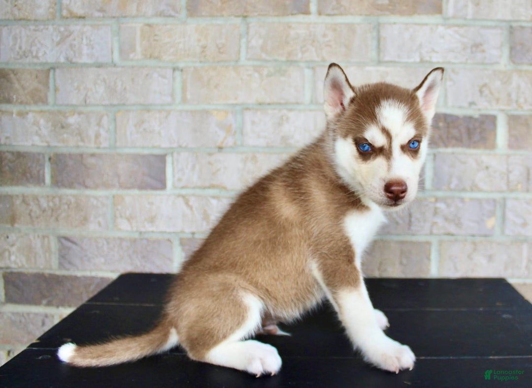 Siberian Husky dogs for sale: Ace - Image 2