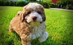 Havapoo dogs for sale: Webster - Image 23