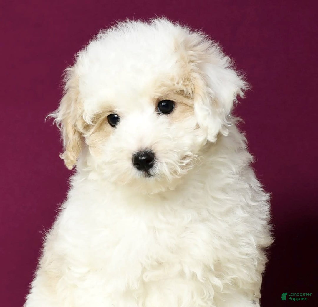 Maltipoo dogs for sale: Polly - Image 6