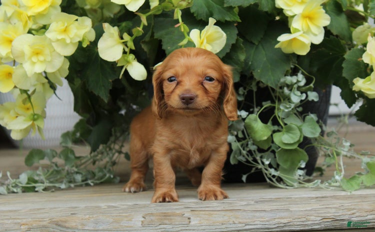 Miniature Dachshund dogs for sale - Ad 1