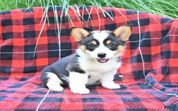 Welsh Corgi Pembroke dogs for sale: Mia - Image 1