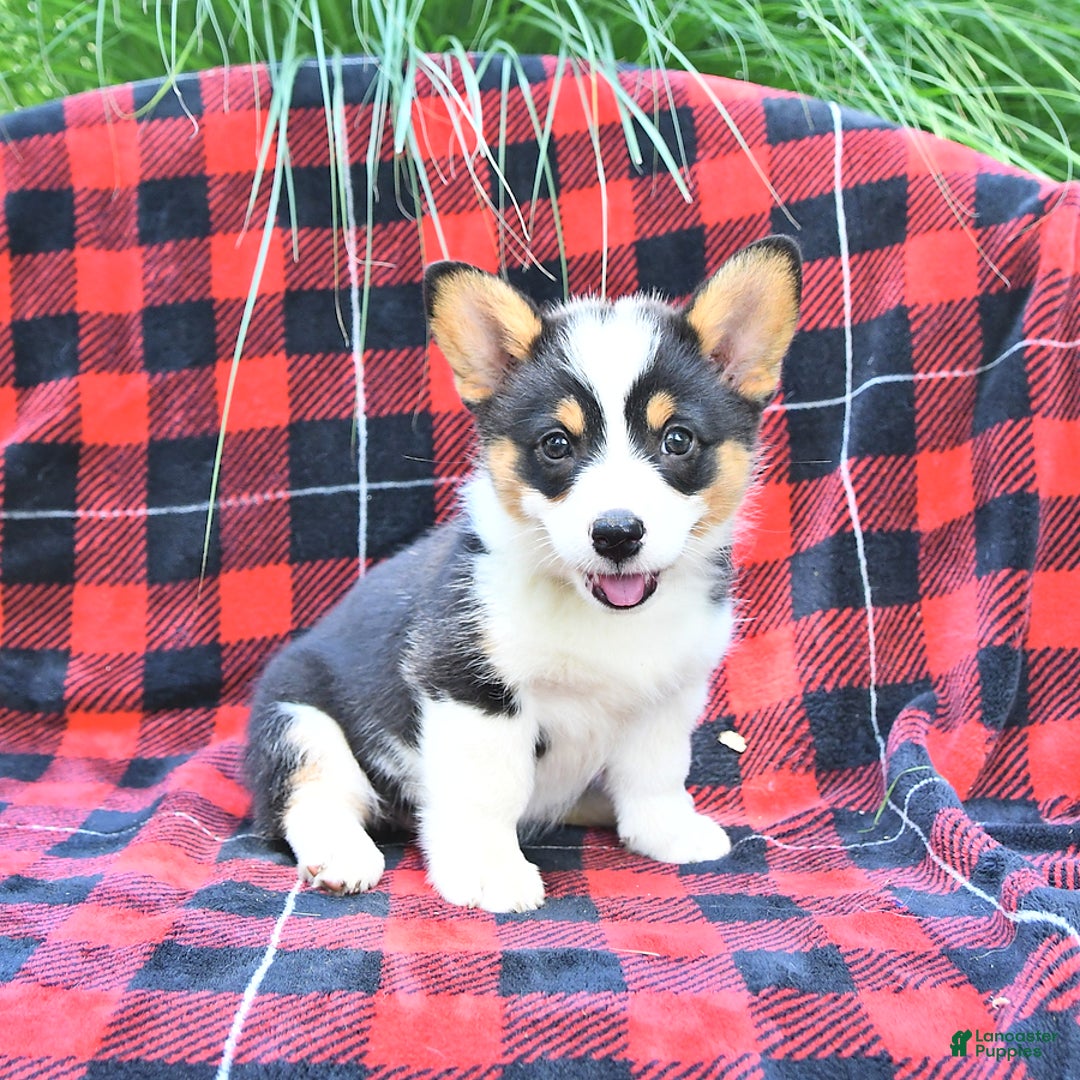 Welsh Corgi Pembroke dogs for sale: Mia - Image 1