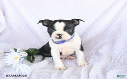 Boston Terrier dogs for sale: Oliver - Image 3