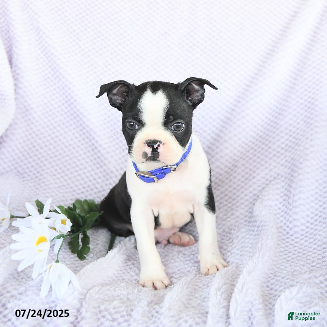 Boston Terrier dogs for sale: Oliver - Image 3