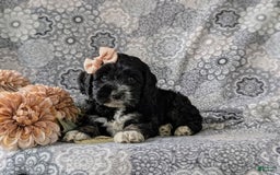 Cockapoo dogs for sale: Charlena - Image 4