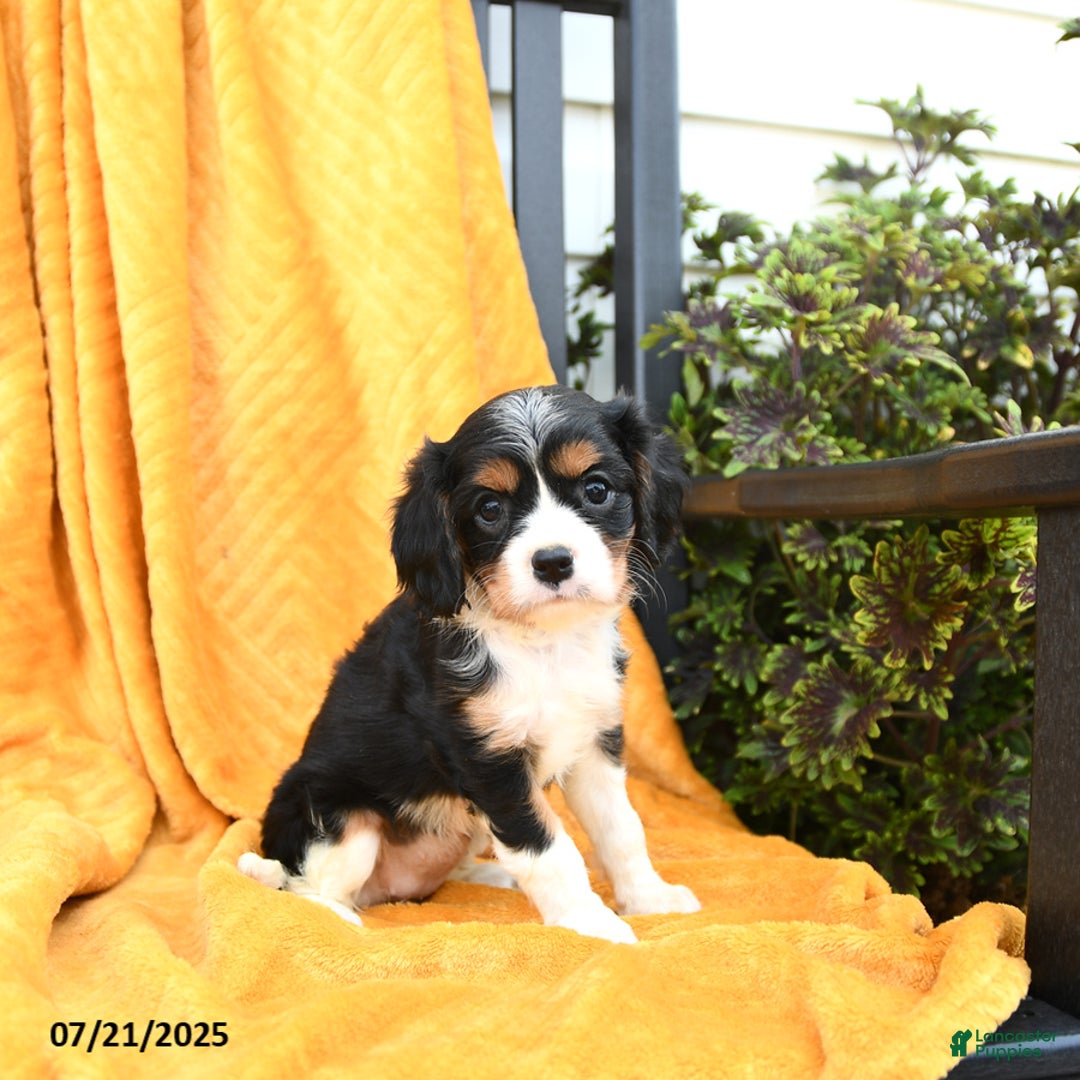 Cavalier King Charles Spaniel dogs for sale: Ginger - Image 4