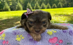 Yorkiepoo dogs for sale: Journey - Image 5