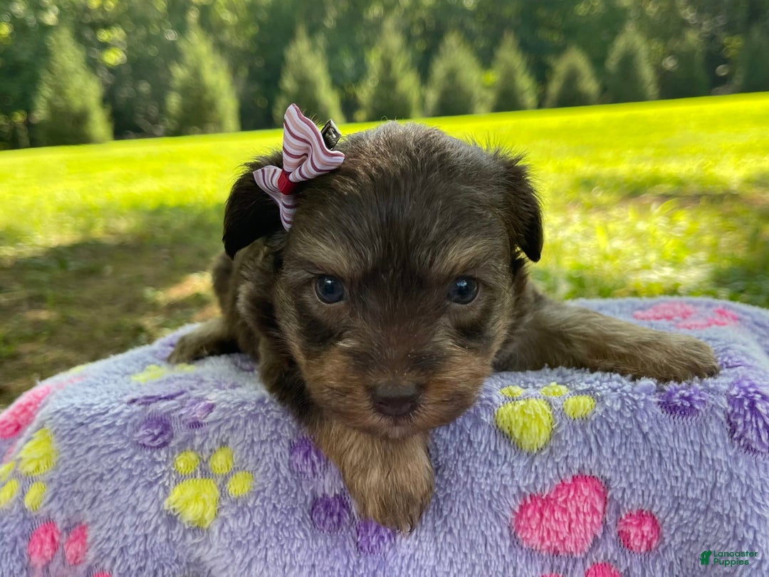 Yorkiepoo dogs for sale: Journey - Image 5