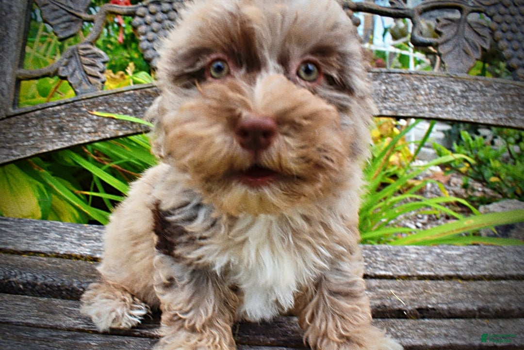 Havapoo dogs for sale: Darling - Image 1