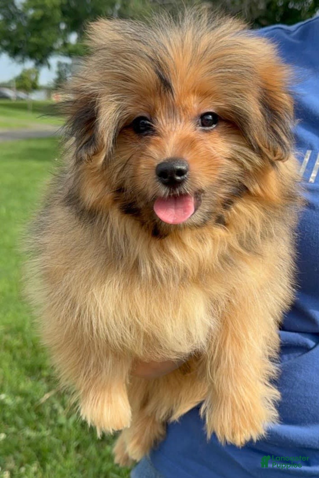 Yorkshire Terrier dogs for sale: Berry - Image 11