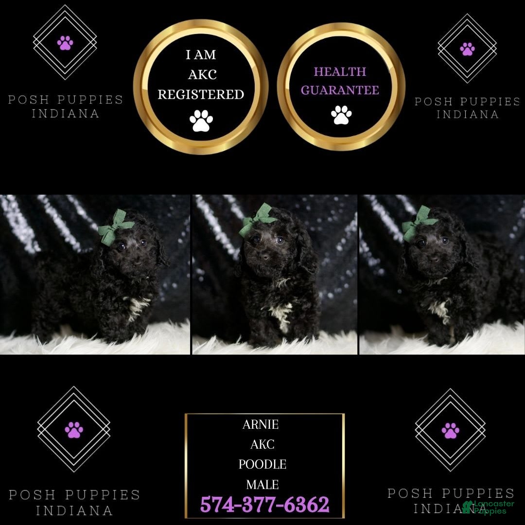 Miniature Poodle dogs for sale: Arnie - Image 5